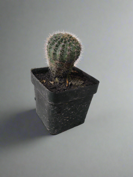 Cactus echinopsis