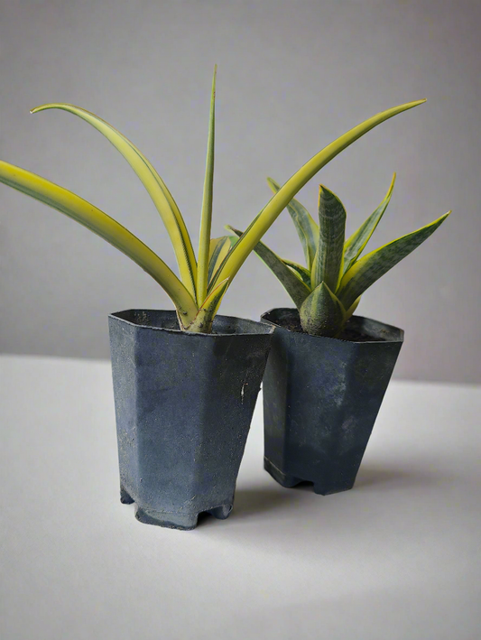 Sansevieria Yellowish variegated