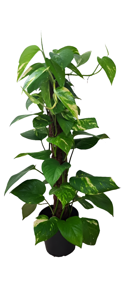 Money Plant | Epipremnum aureum | Devil's ivy |