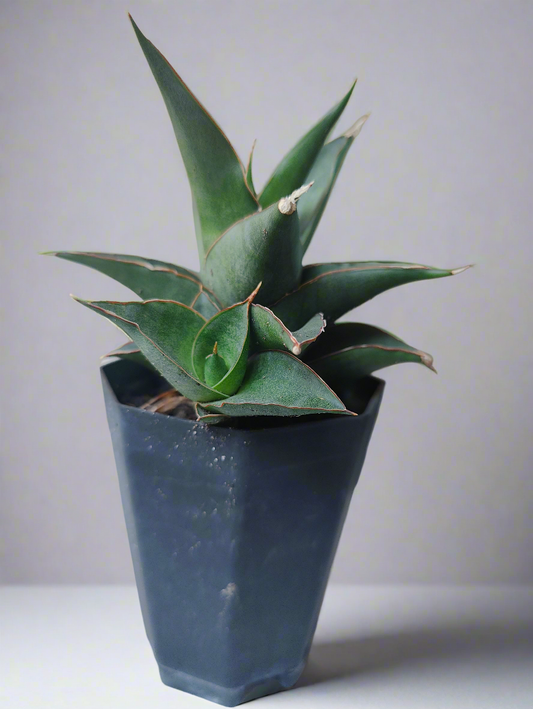 Sansevieria maya