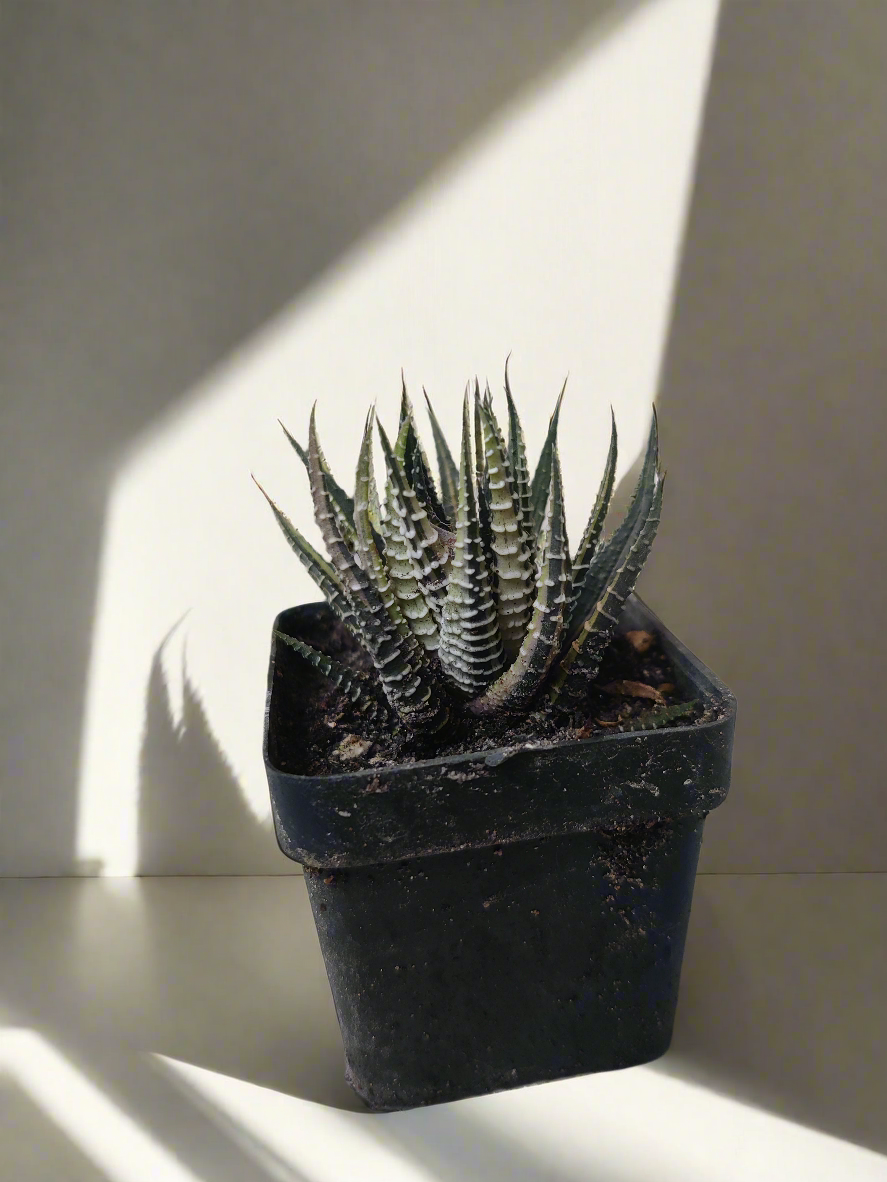 Variegated haworthia zebra