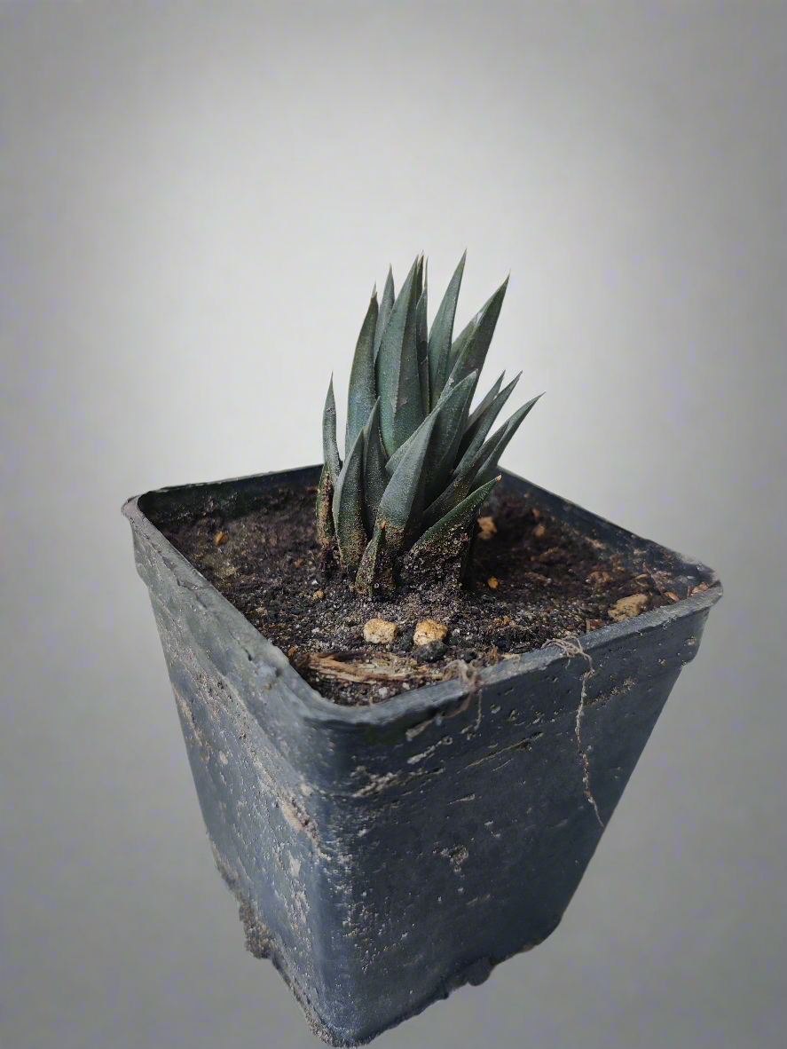 Haworthia tower