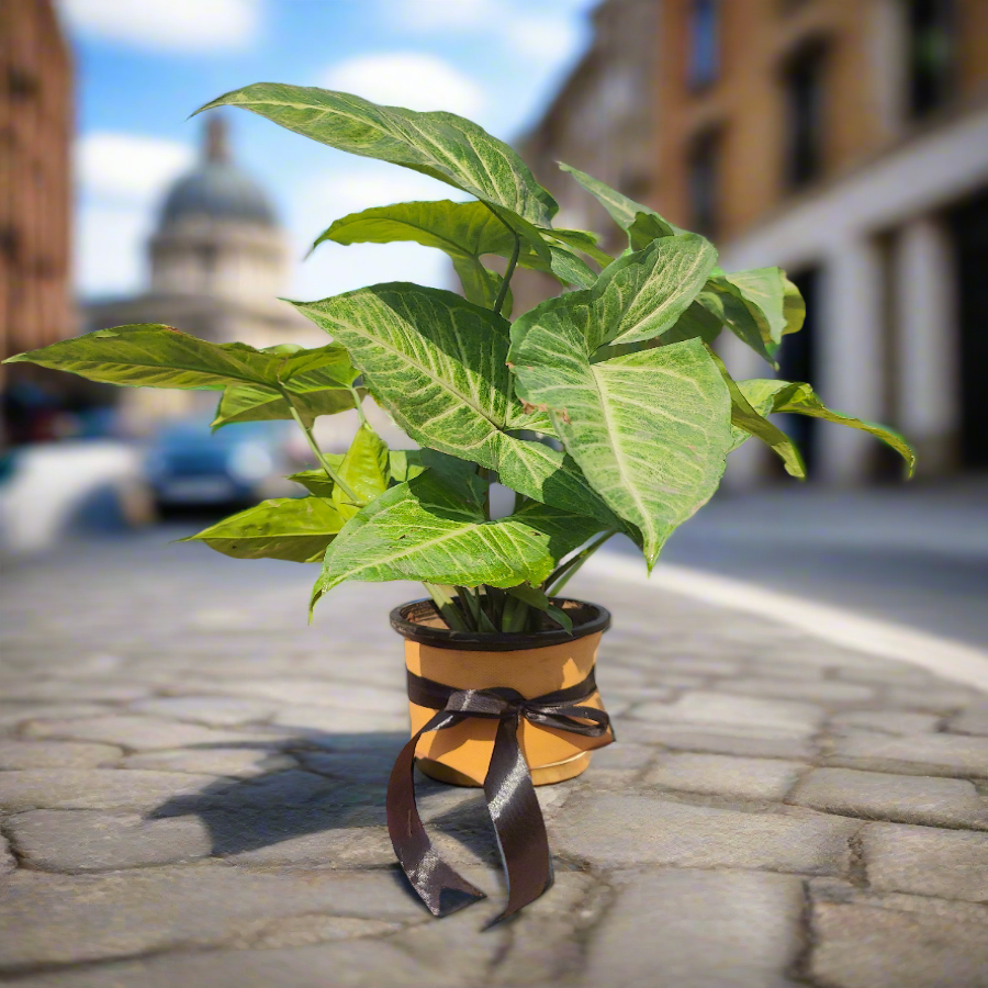 Syngonium Fresh Plant indoor