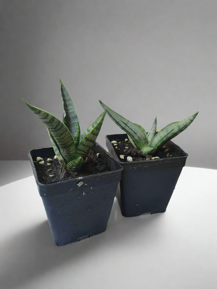 Sansevieria mini dwarf