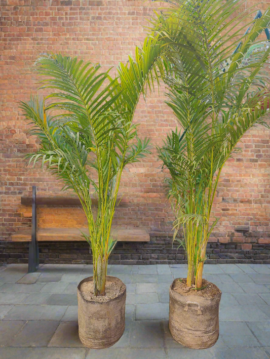 Areca palm | Golden palm | Dypsis lutescens