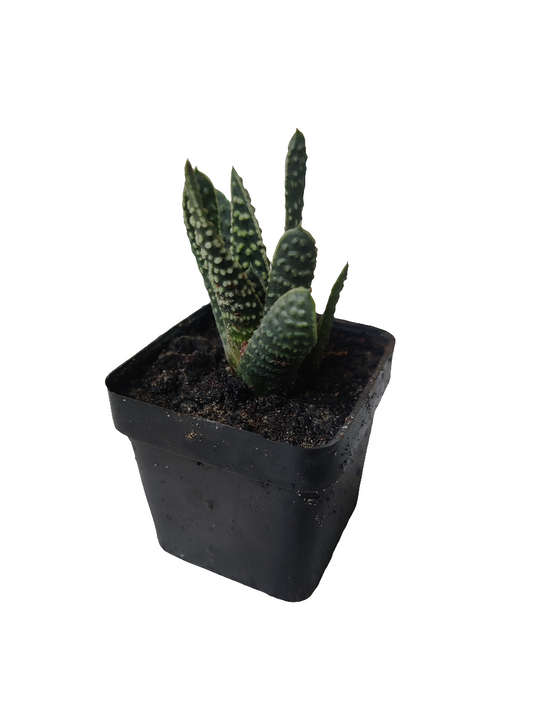 Haworthia Spots