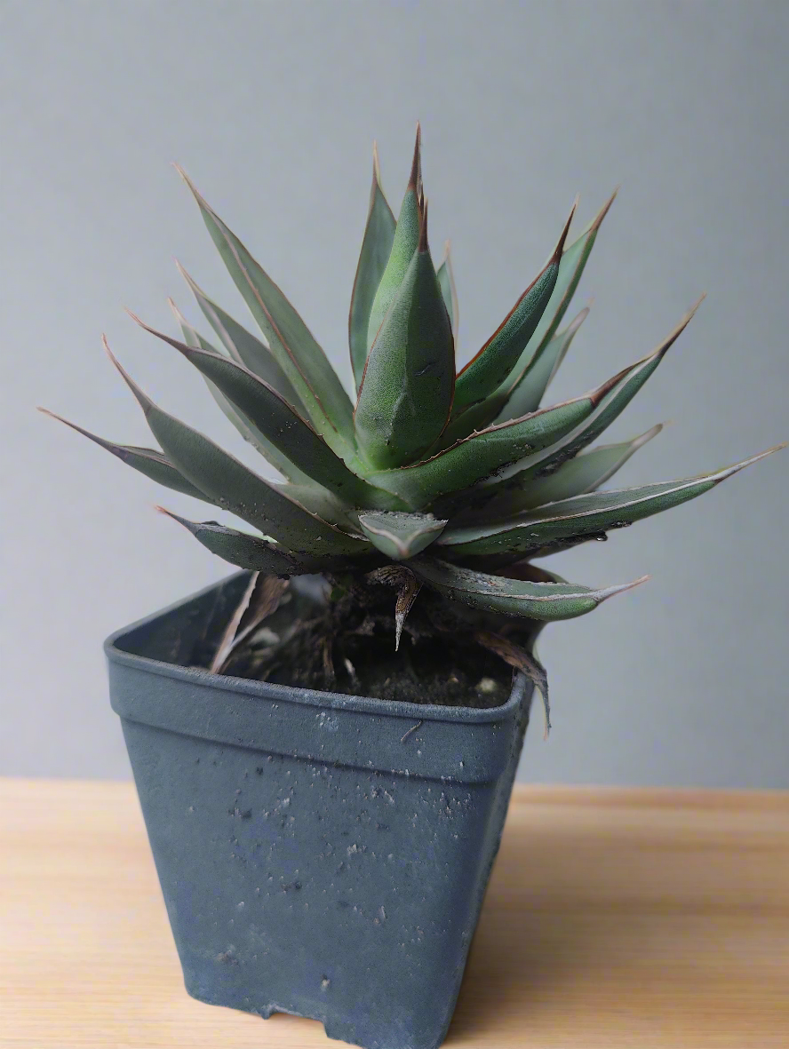 Agave blue