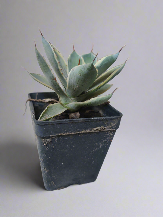 Agave kissuecan