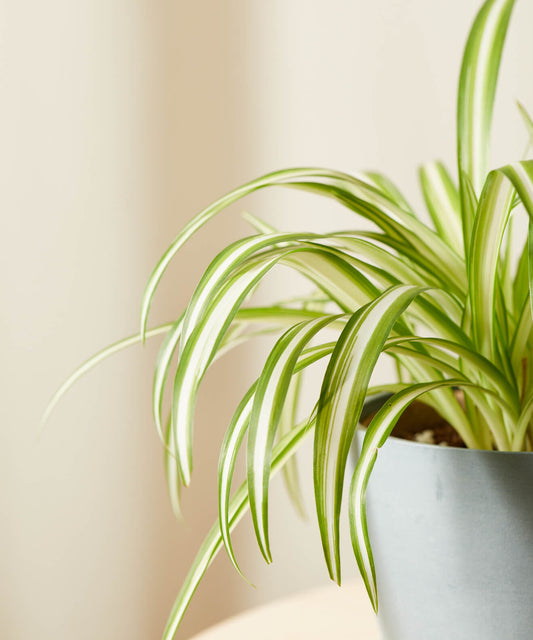 Spider Plant Variegated | Chlorophytum