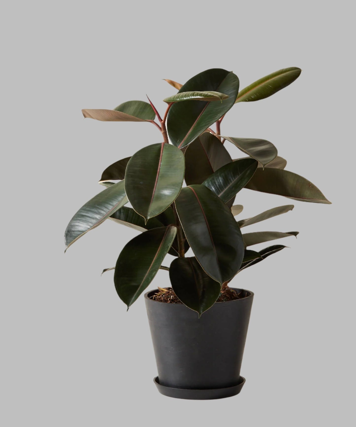 Rubber plant | Ficus elastica