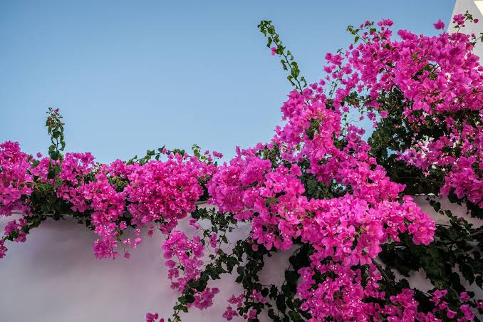 Bougainvillea