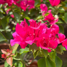 Bougainvillea: A Vibrant, Flowering Plant for Your Garden or Home