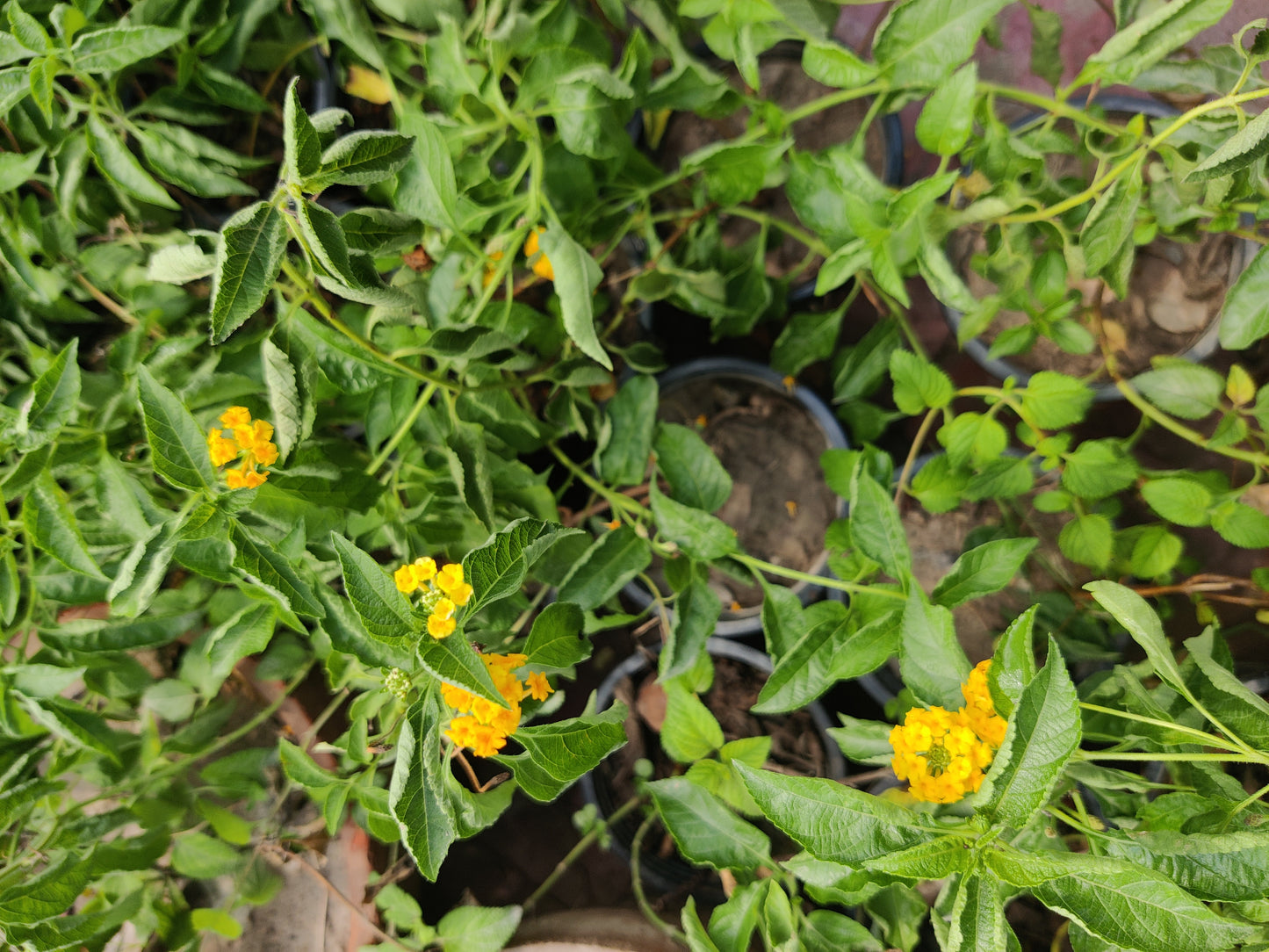 Lantanas