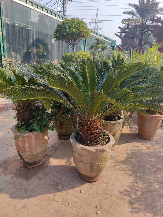 Kangi Palm: A Beautiful and Hardy Addition to Your Garden