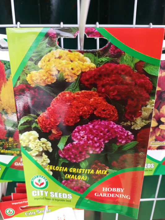 Celosia cristita mix