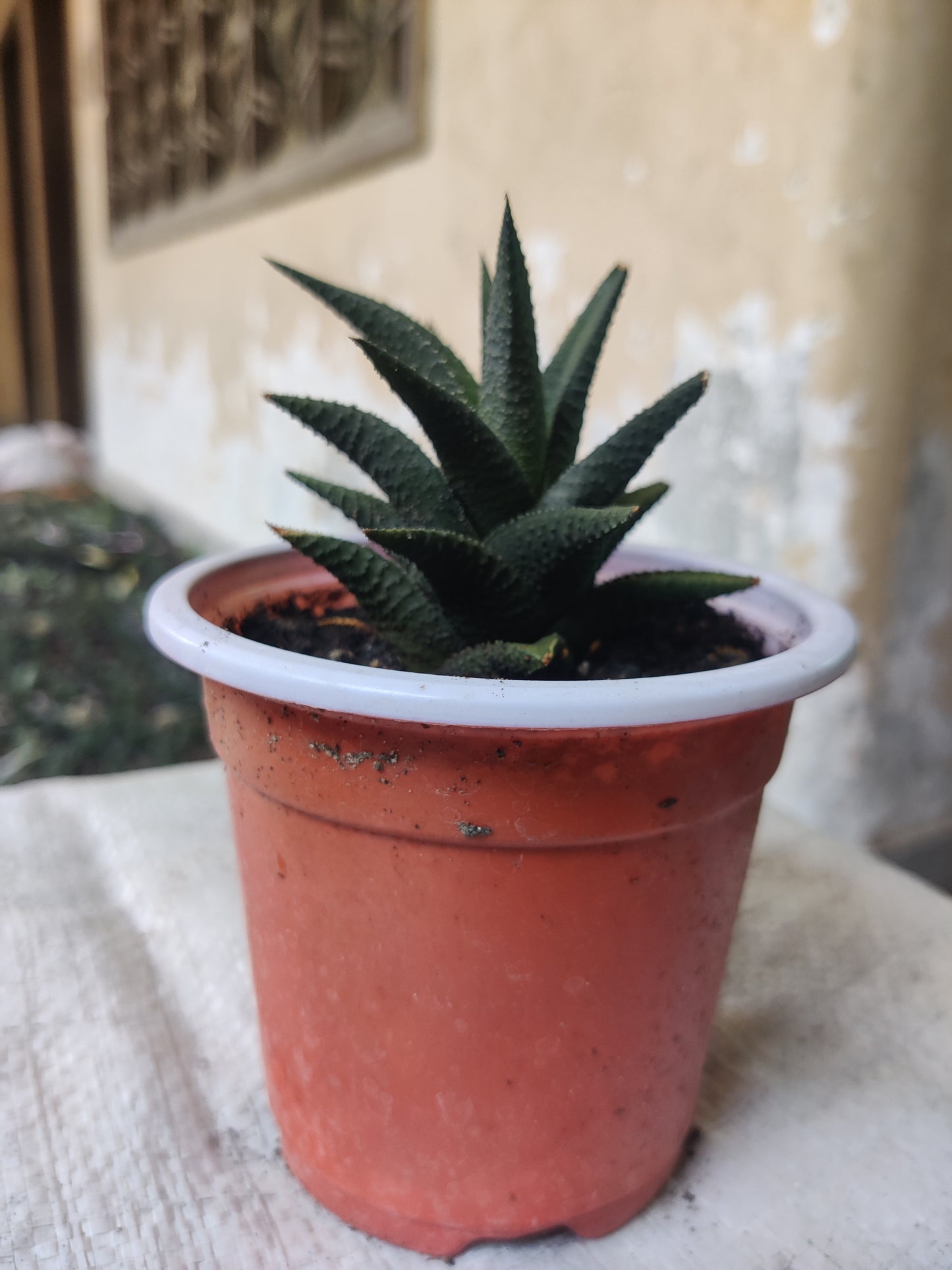 Haworthia greenish