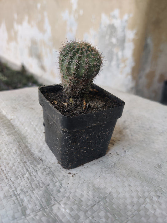 Cactus echinopsis