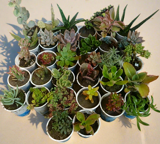 32-Piece Fresh Succulent Collection – Vibrant & Low-Maintenance Plants for Home & Office (Without Soil)