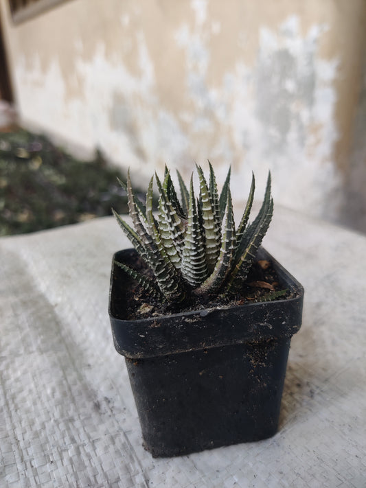 Variegated haworthia zebra