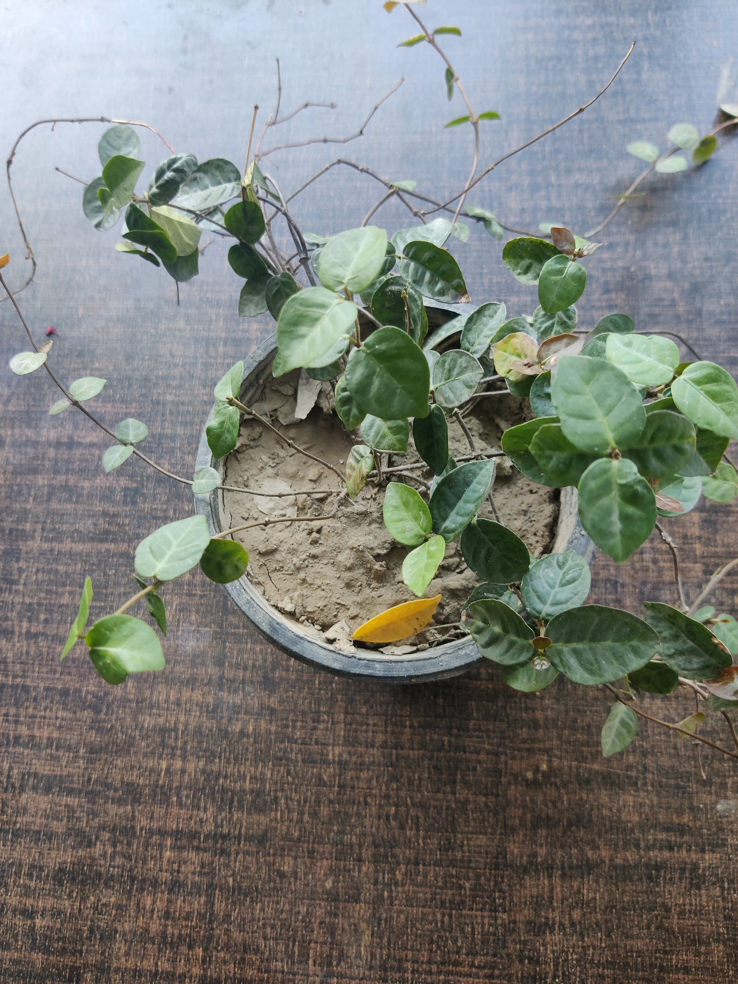 English Ivy | Climbing fig | Ficus Pumila