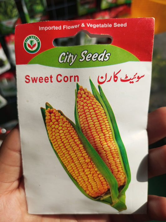 Sweet corn