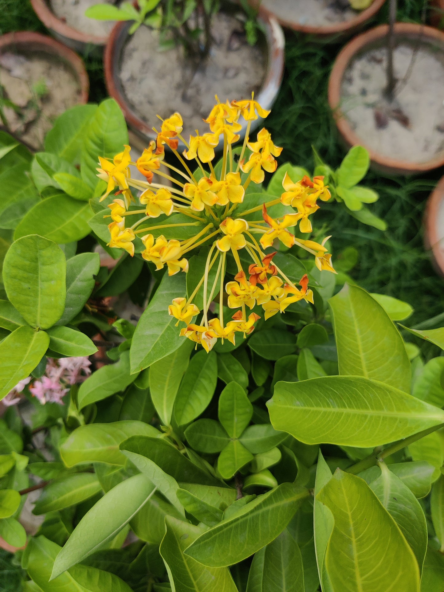 Ixora