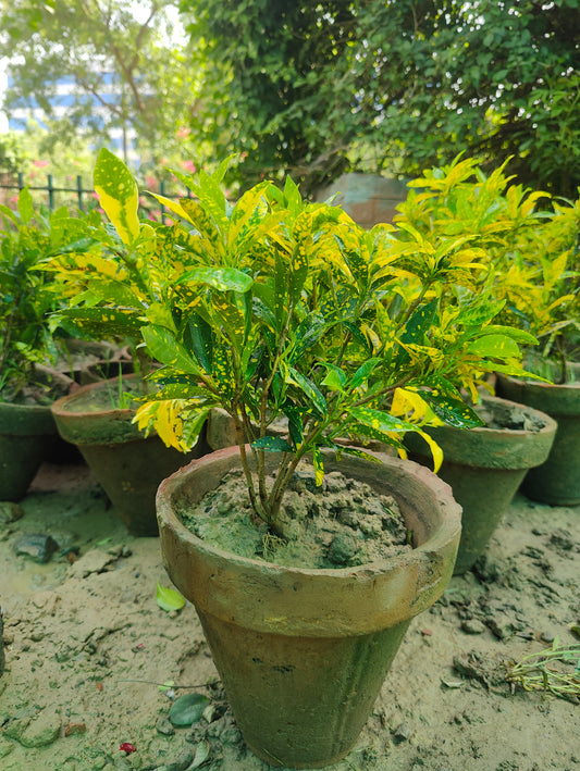 Lemon Croton: A Hardy, Eye-Catching Plant with Stunning Leaf Colors