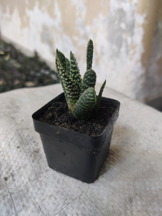 Haworthia Spots