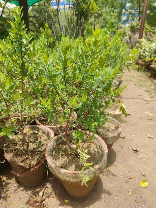 Elaichi Plant – Grow Your Own Cardamom at Home!