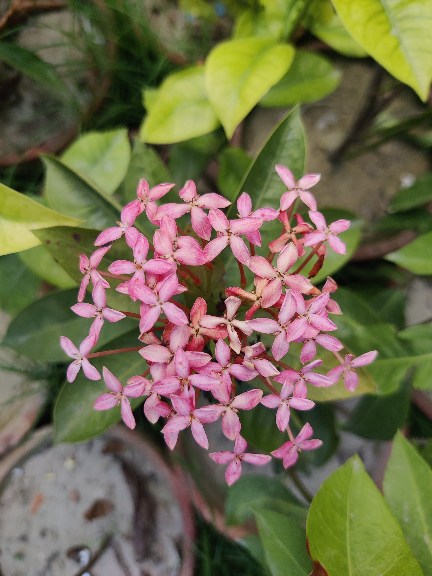 Ixora