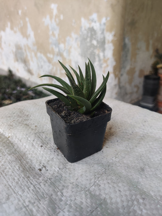 Haworthia green