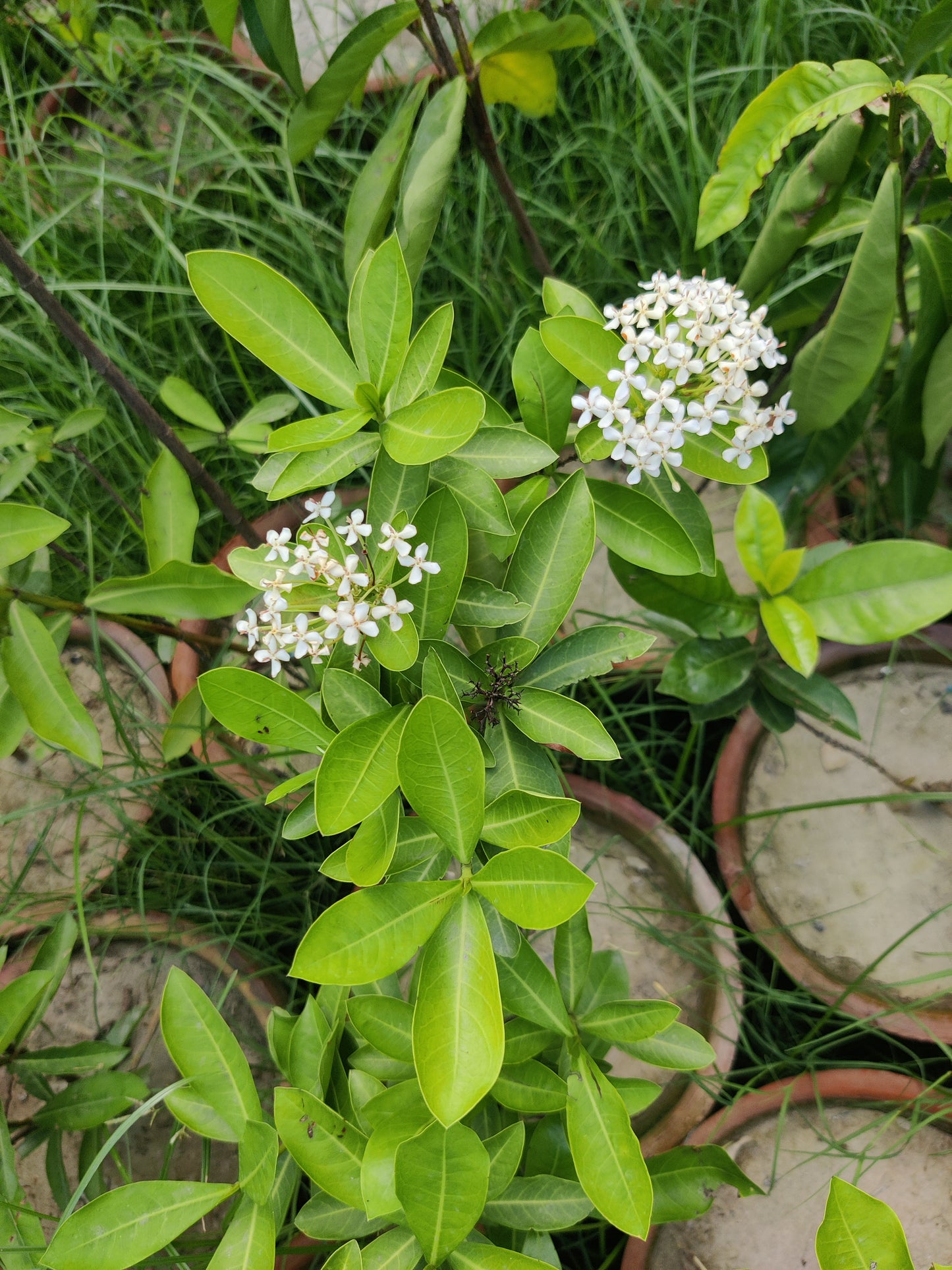 Ixora