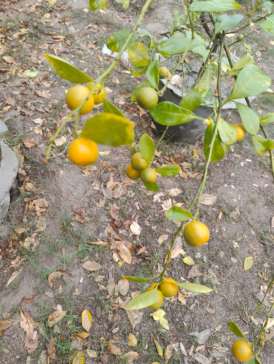 Narangi citrus