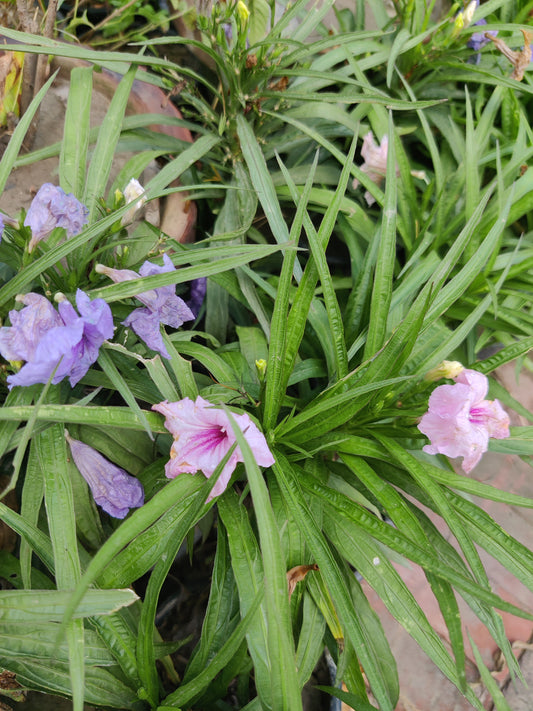 Ruellia simplex