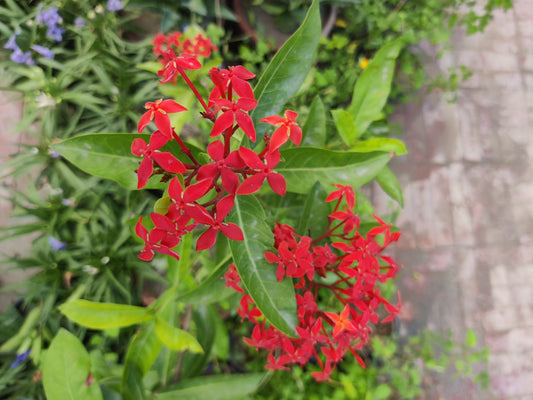 Ixora