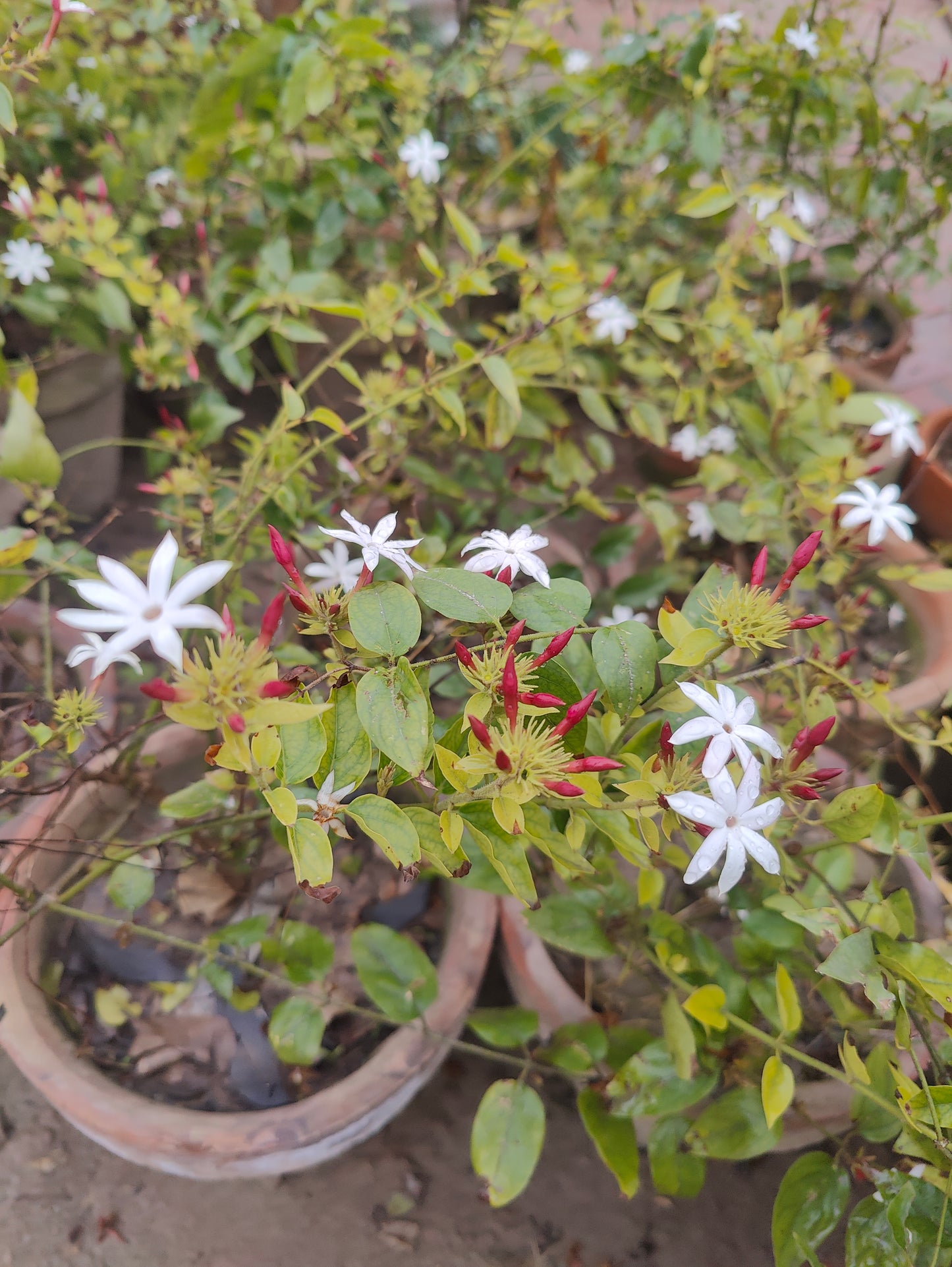 Star jasmine