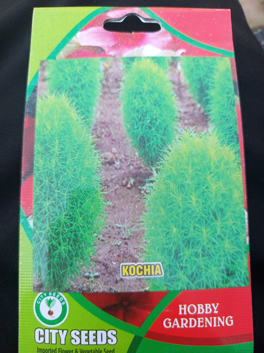 Kochia