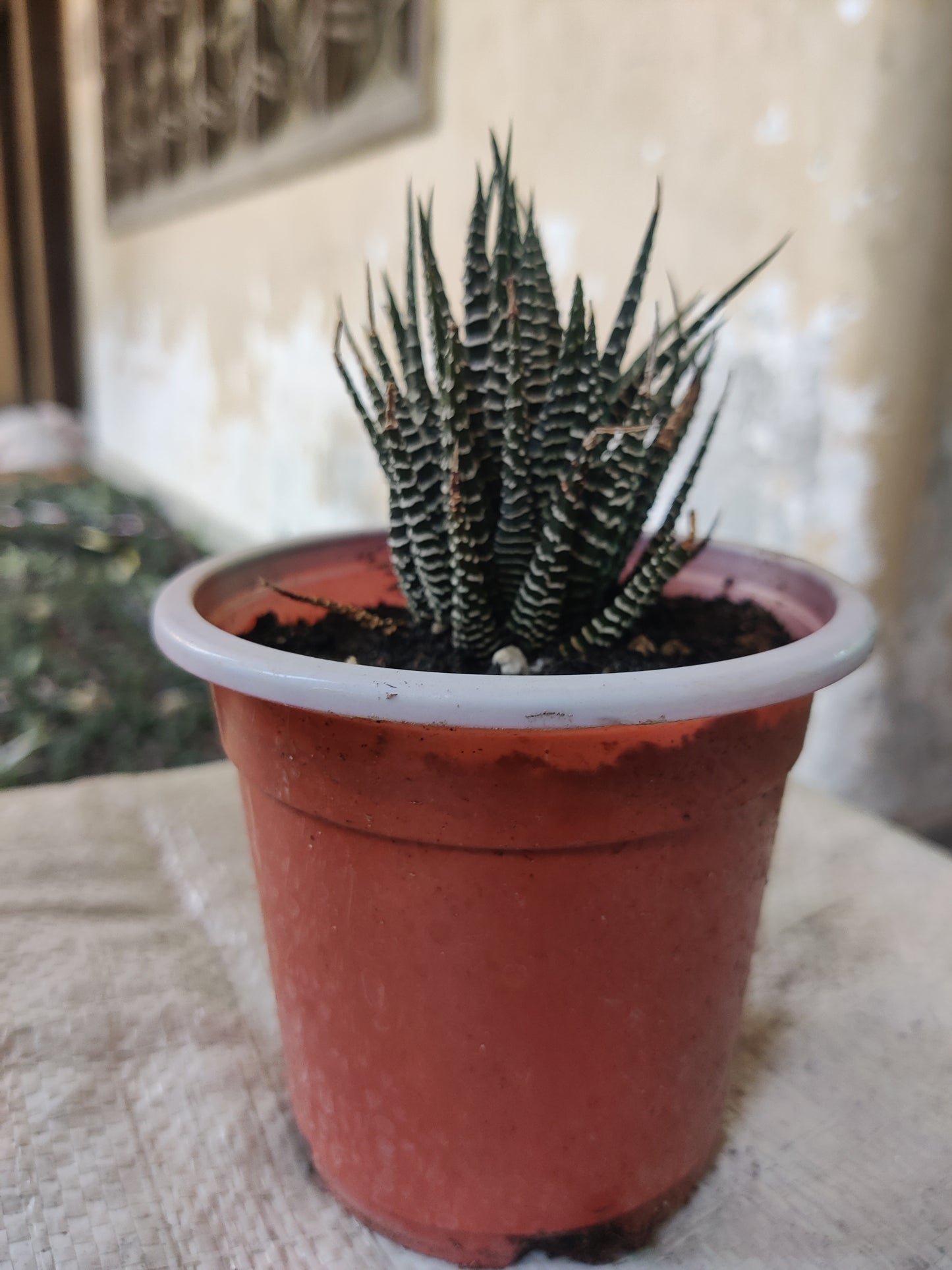 Haworthia zebra