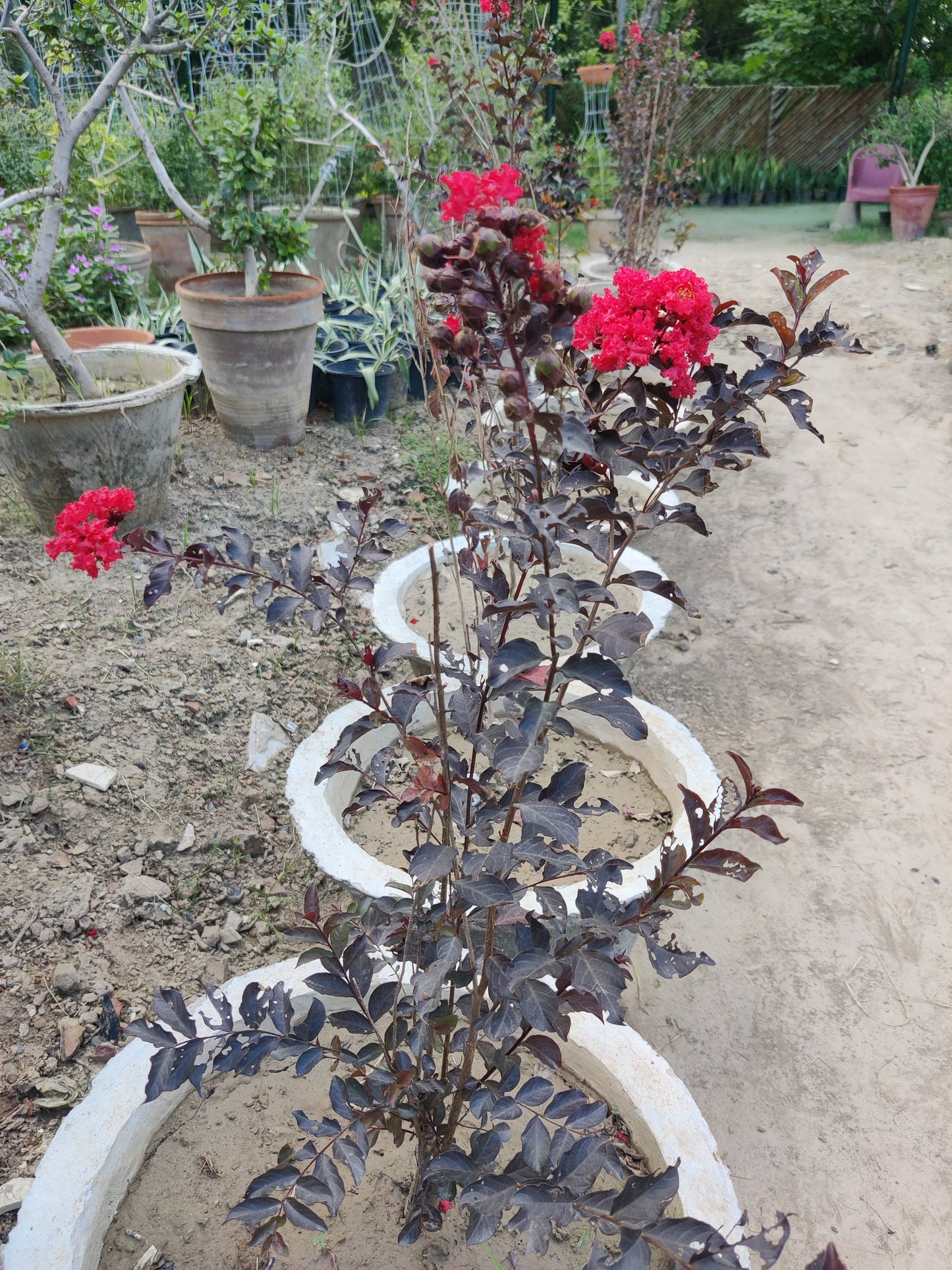 Lagerstroemia red | Lagerstroemia indica