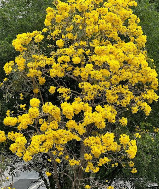 Tabebuia Yellow