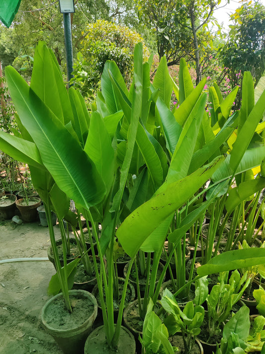 Banana palm