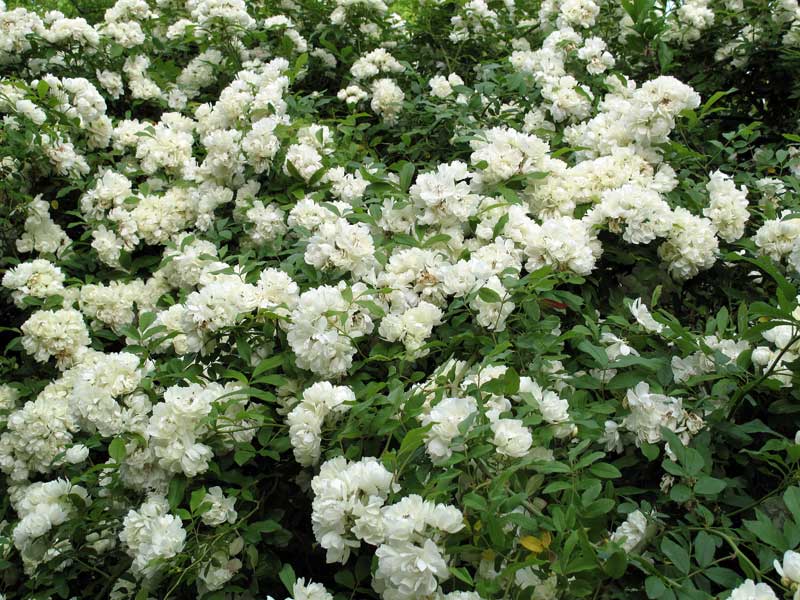 CLIMBER ROSE - BANKSIA Flower