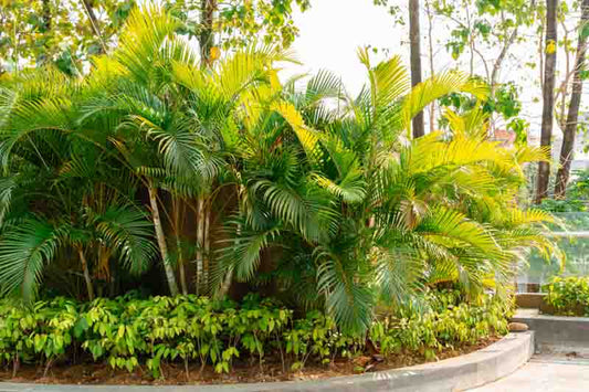 Areca palm | Golden palm | Dypsis lutescens